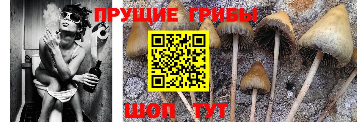где купить   Галлюциногенные грибы Cubensis  Вход с VPN  Семилуки 